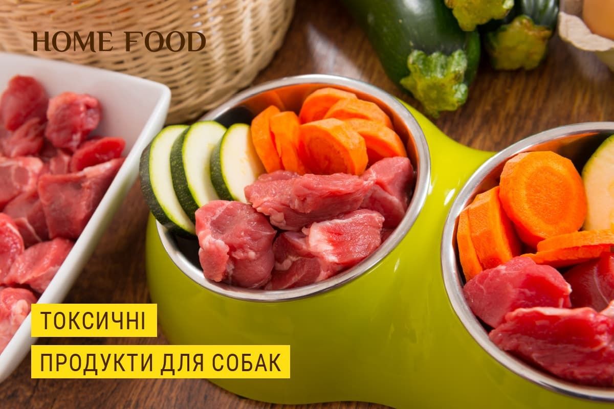 10 продуктов, токсичных для собаки | HOME FOOD