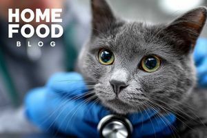 How to remove a tick from a cat