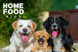 Life span of dogs