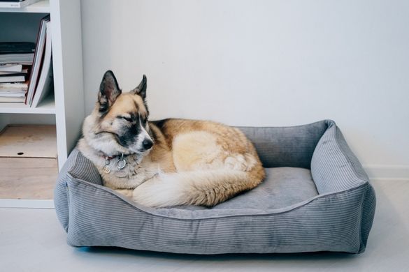 Dreamer Gray Velvet Bed