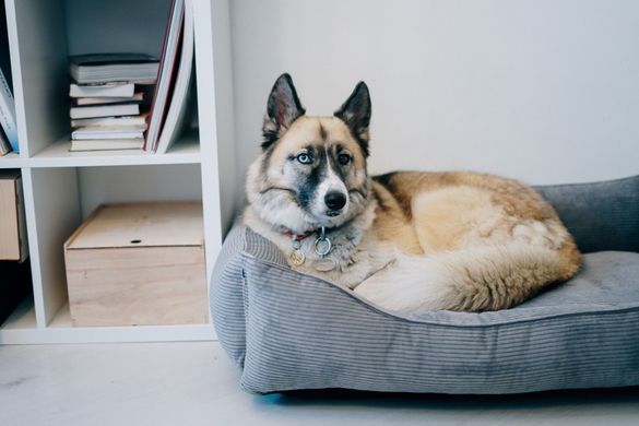 Dreamer Gray Velvet Bed