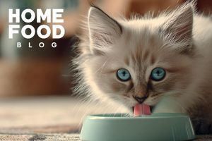 What to feed a kitten?