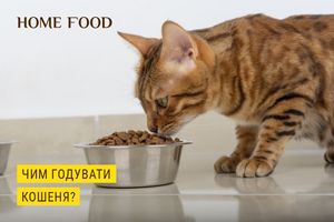 Чим годувати кошеня?