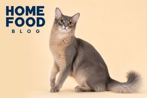 Somali cat