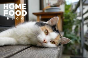 Up to what age do cats grow?