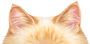 Вуха кота