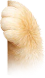 Лапа кота