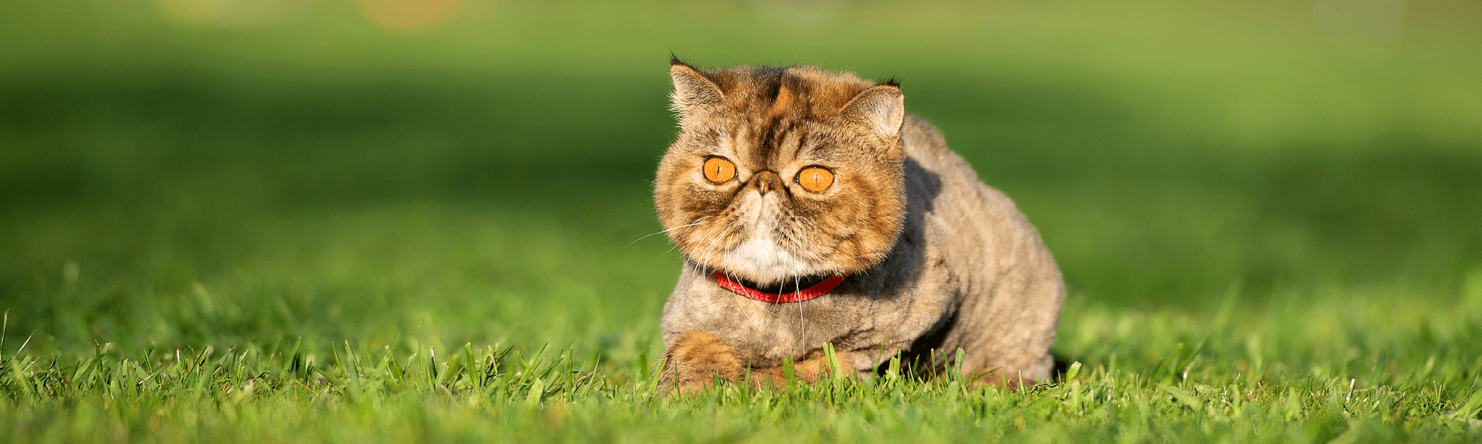 Уход за экзотическими породами котов 