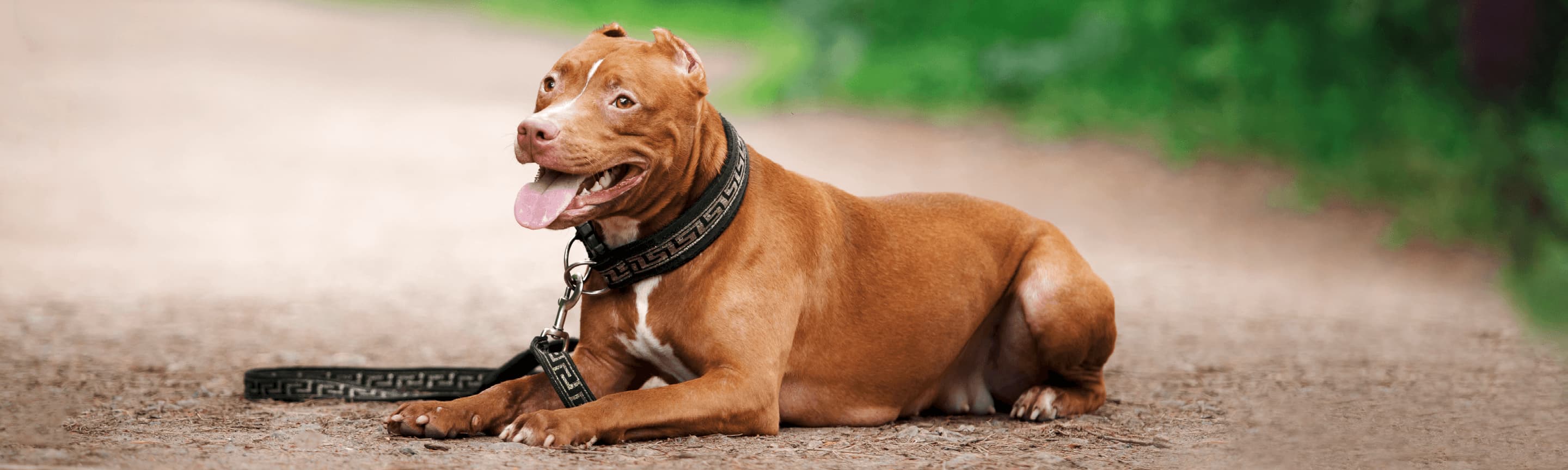 Шлейки для собак: виды, требования, как выбрать и надеть