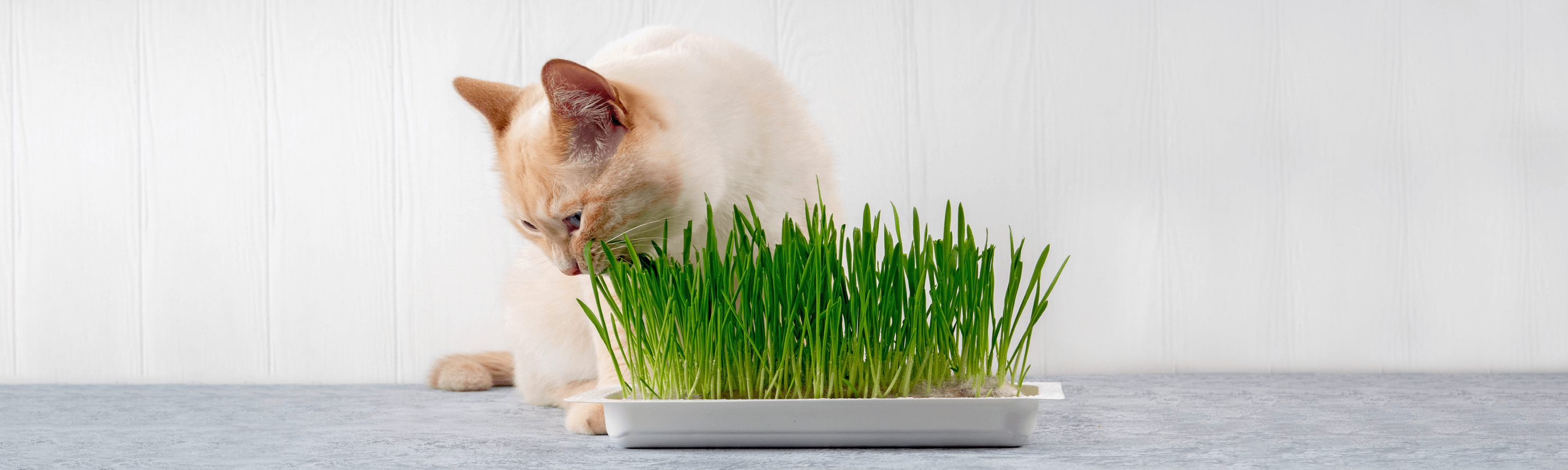 Коти їдять траву