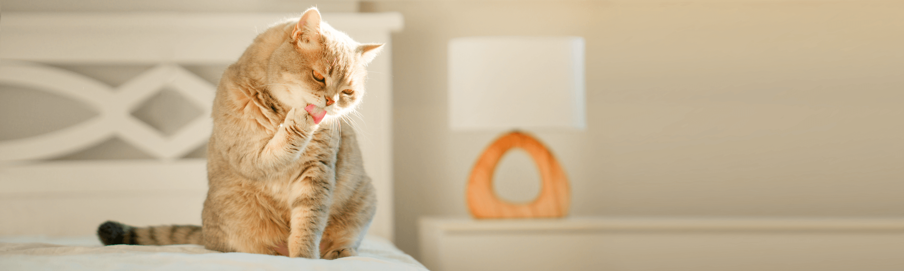 гігієнічні процедури собак і котів