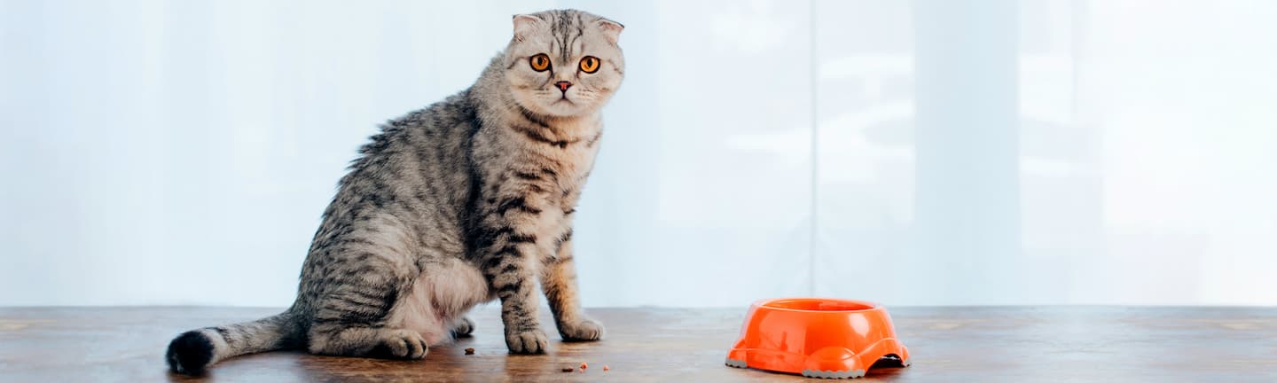 Признаки чувствительного пищеварения у котов