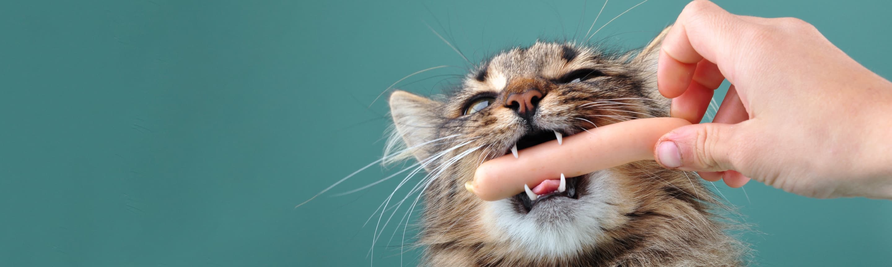 Чем нельзя кормить кошку | HOME FOOD