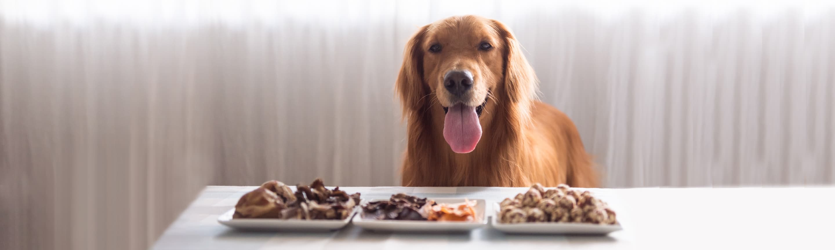 Якими продуктами можна і чим не можна годувати собак