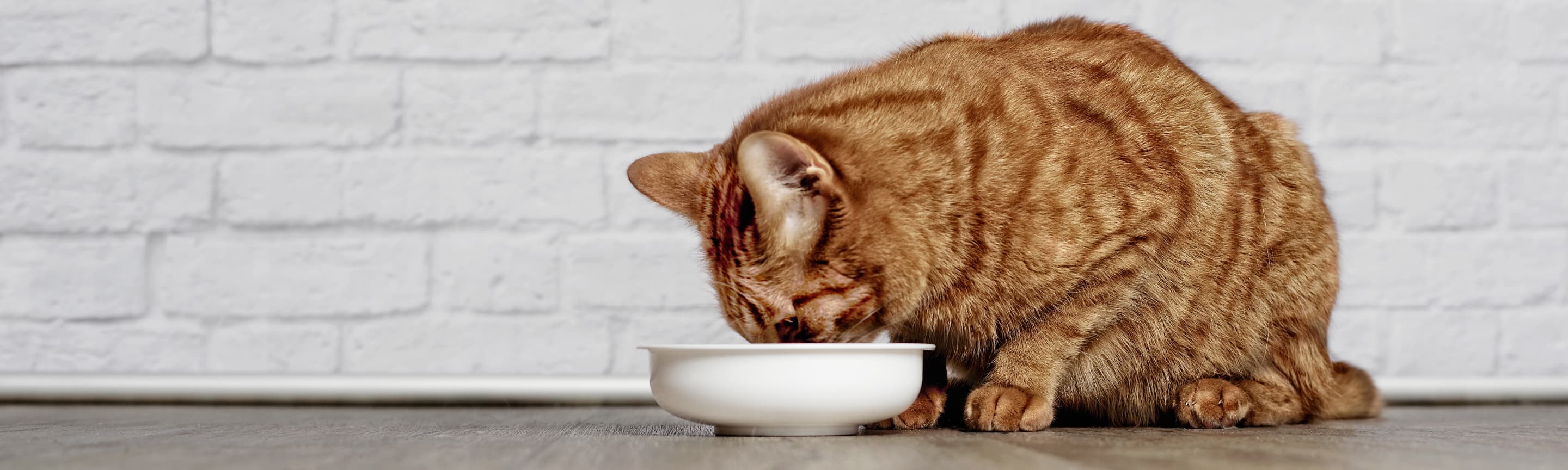 Почему кот пьет много воды?