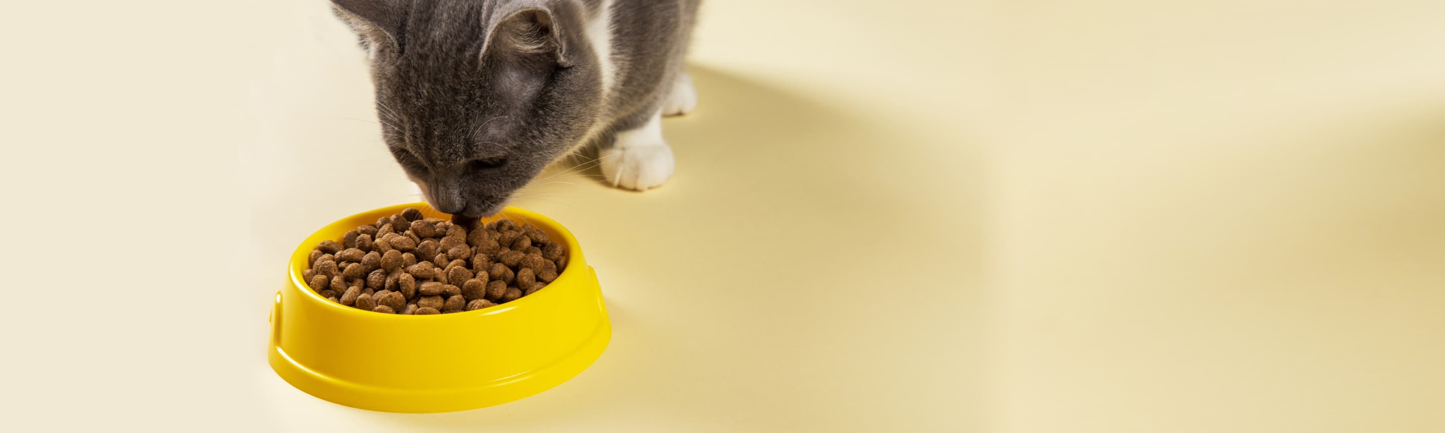 Чим кормить котенка?