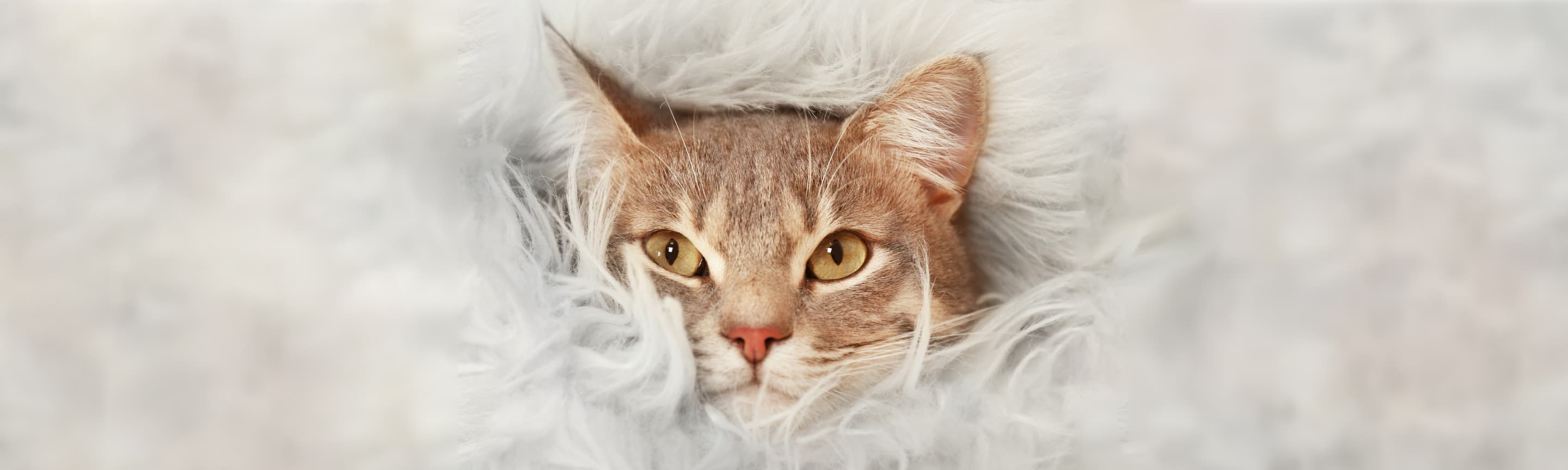Кот чихает: причины и лечение