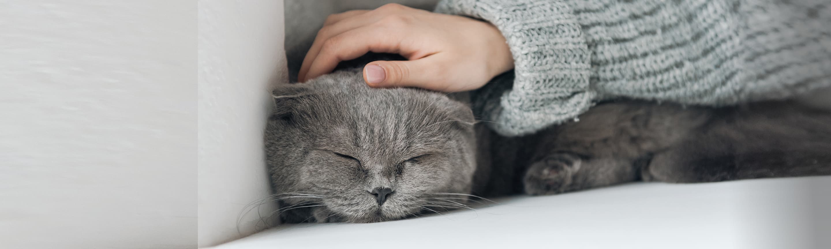 Как успокоить кошку в период течки?