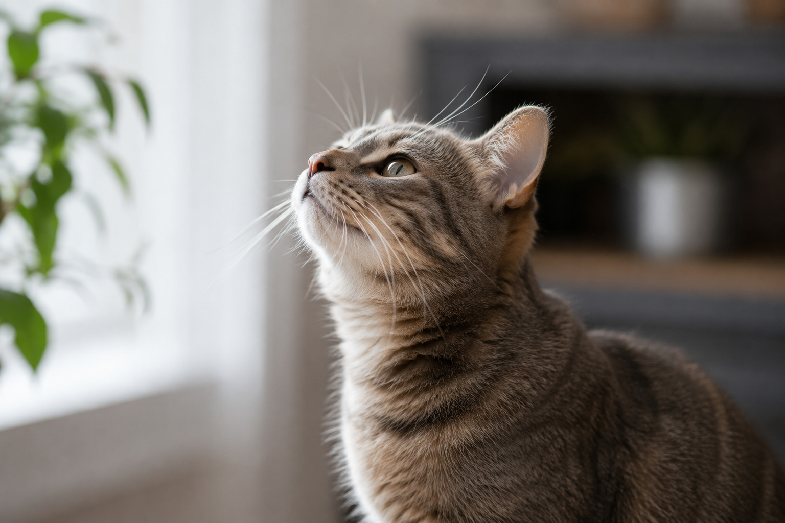 A cat carefully smelling the air