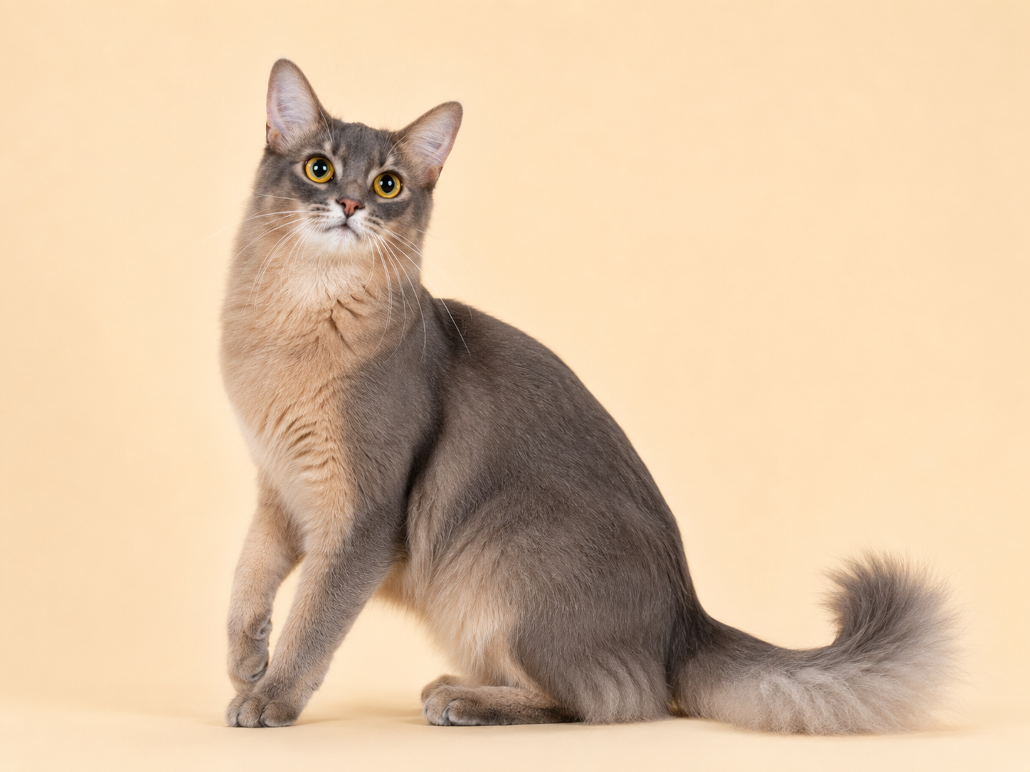 Blue Somali cat