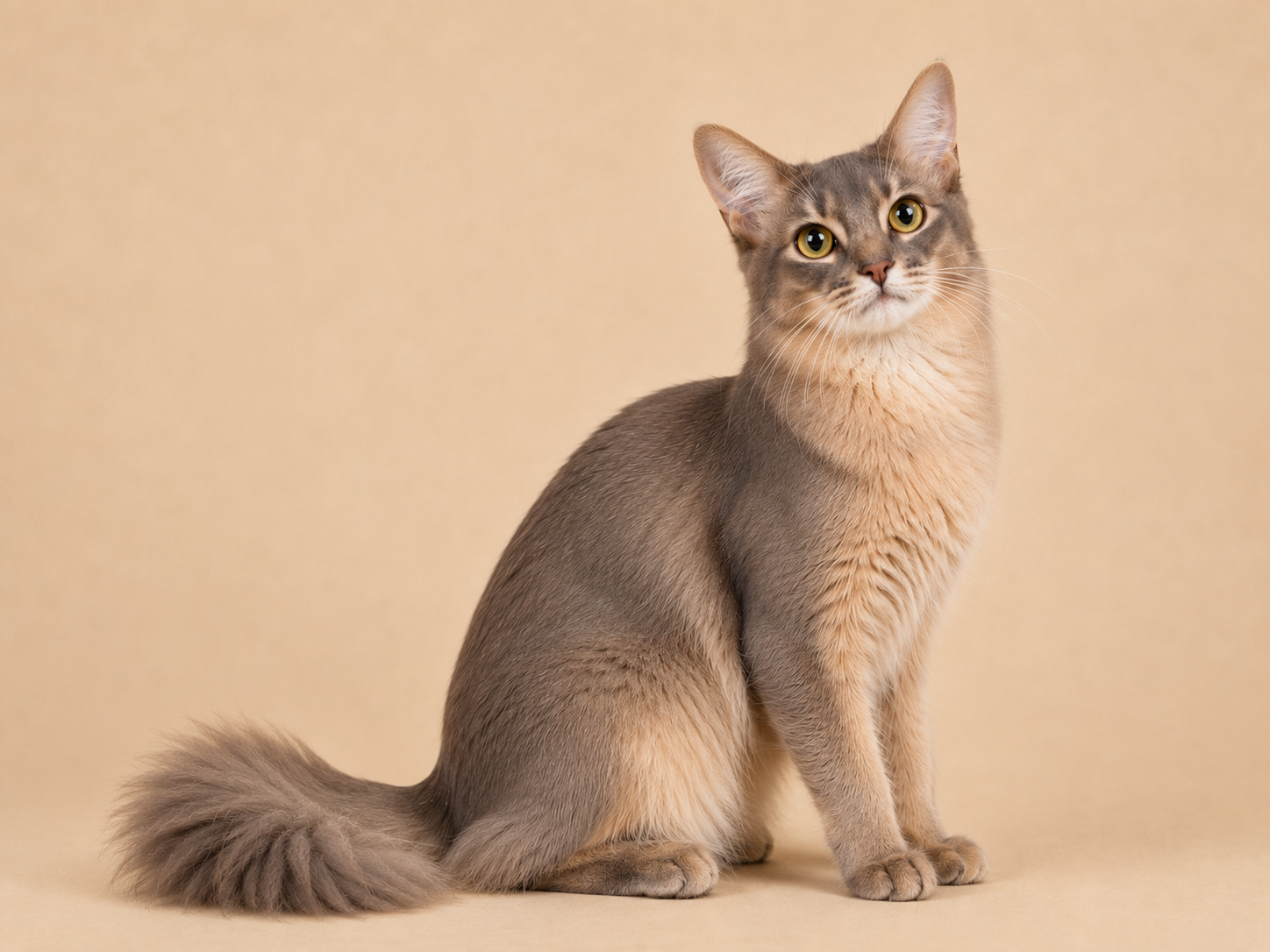 Blue Somali cat