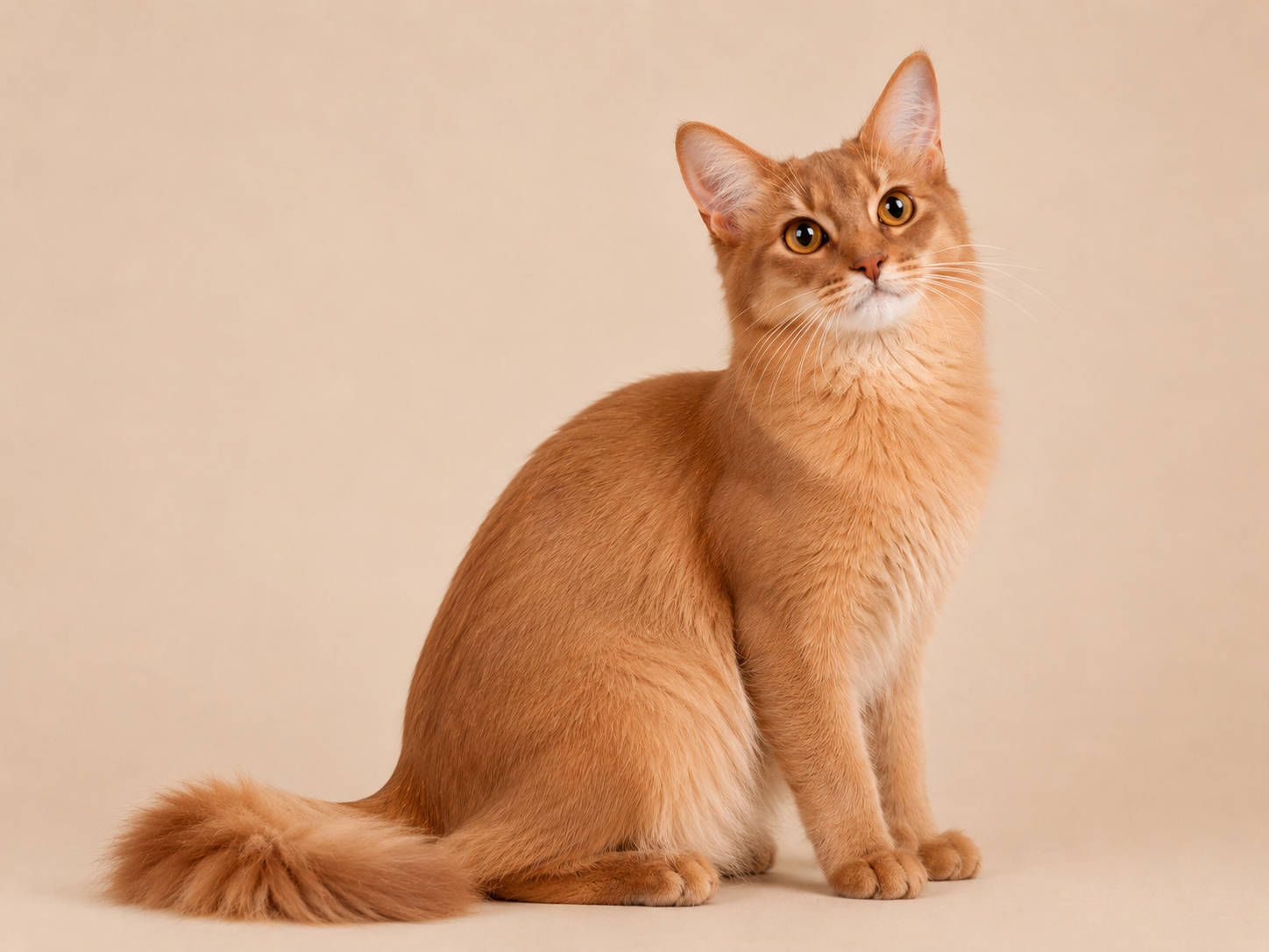 Cinnamon Somali cat