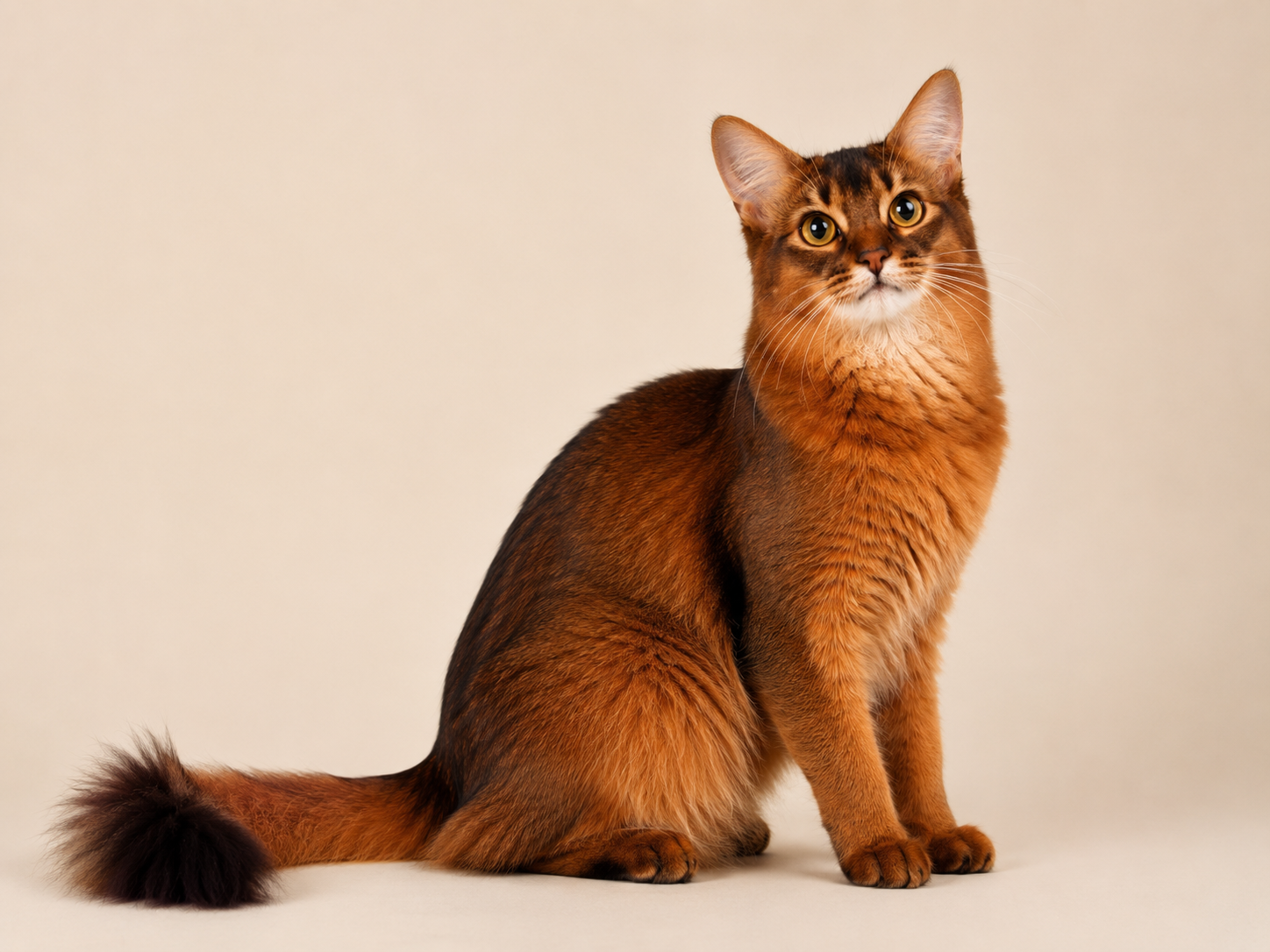 Ruddy Somali cat