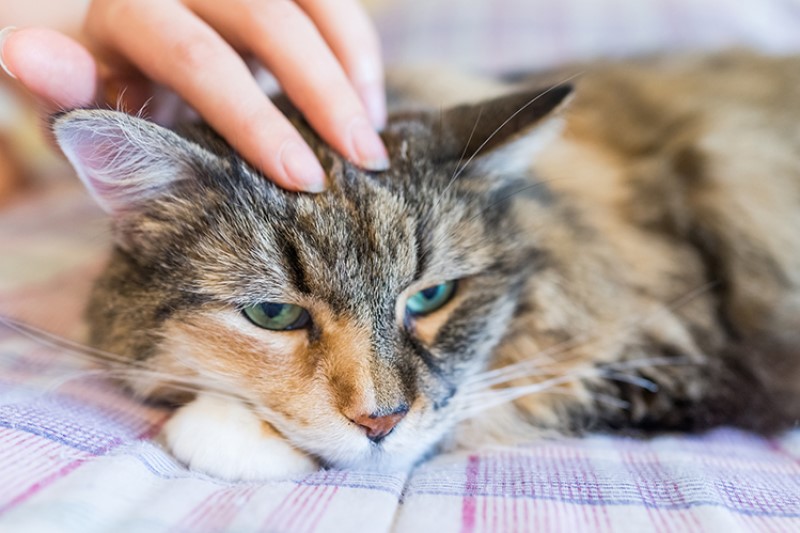 лечение блох у котов