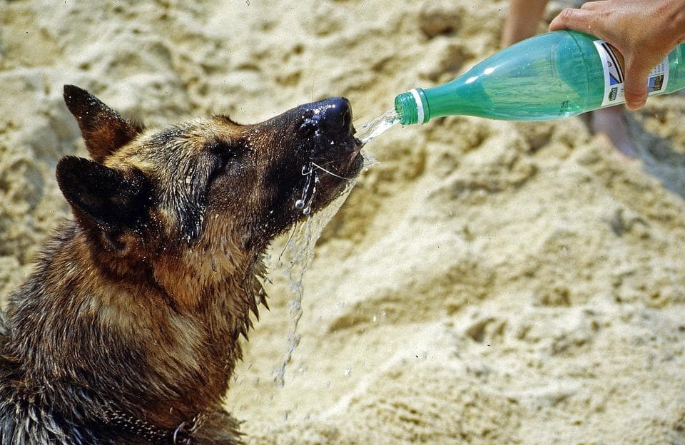 Собака п'є воду