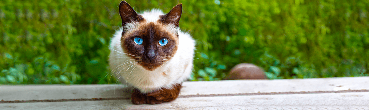 Профилактика мочекаменной болезни у котов