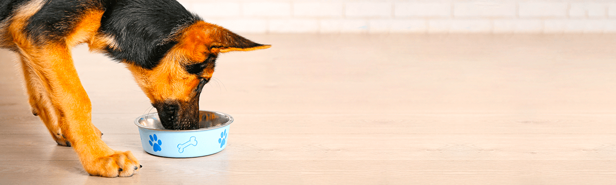 Важность питьевой воды в рационе домашних животных