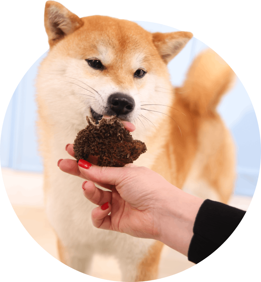 HOME FOOD dog